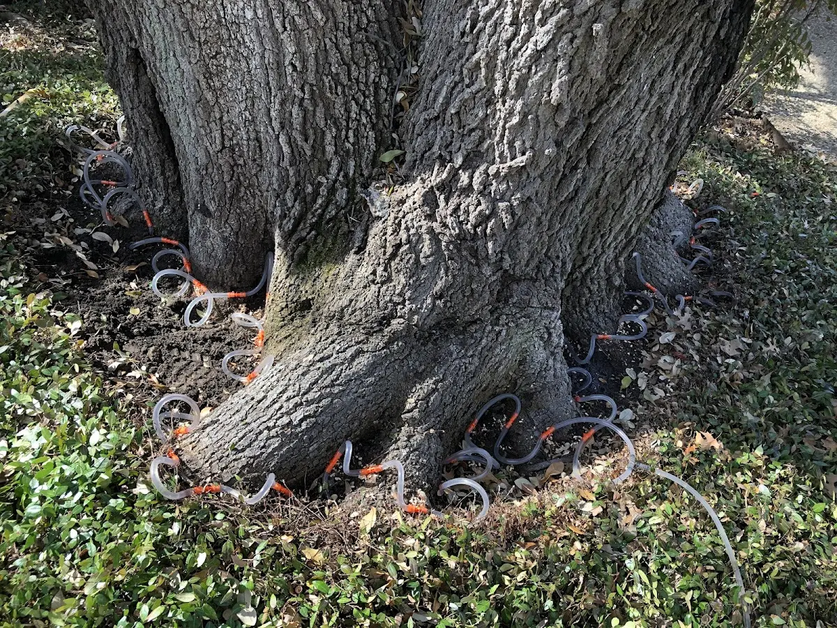 Detailed Tree Cabling and Bracing job site in Vona