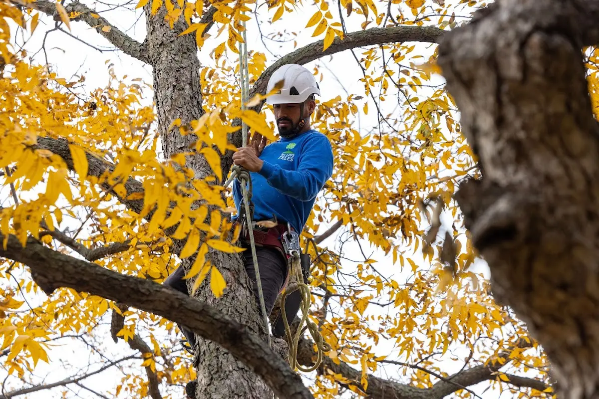 Skilled Dead Tree Removal crew working in Vona